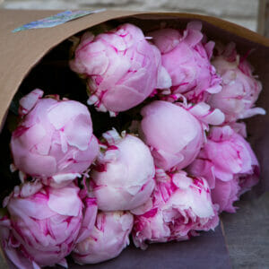 Just Peonies