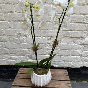 Elegant Orchid Planter